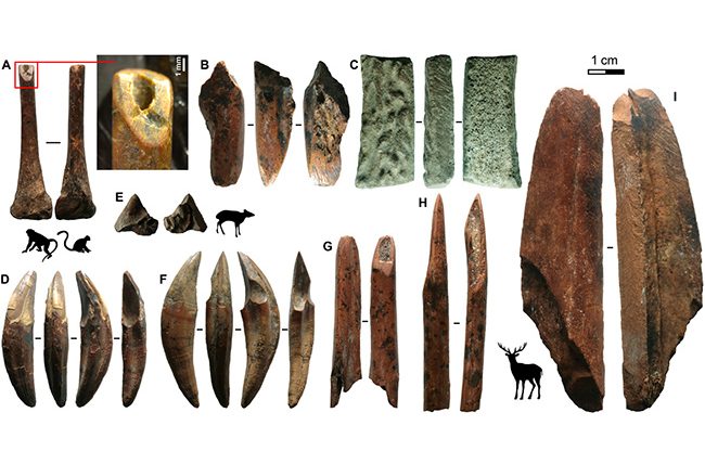 The earliest bows and arrows outside Africa have been found in a Sri Lankan rainforest